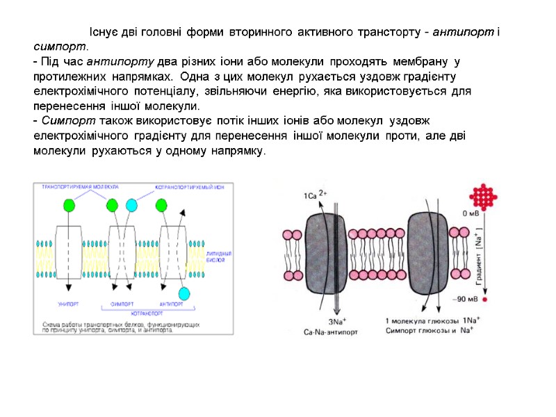 Існує дві головні форми вторинного активного трансторту - антипорт і симпорт.  - Під